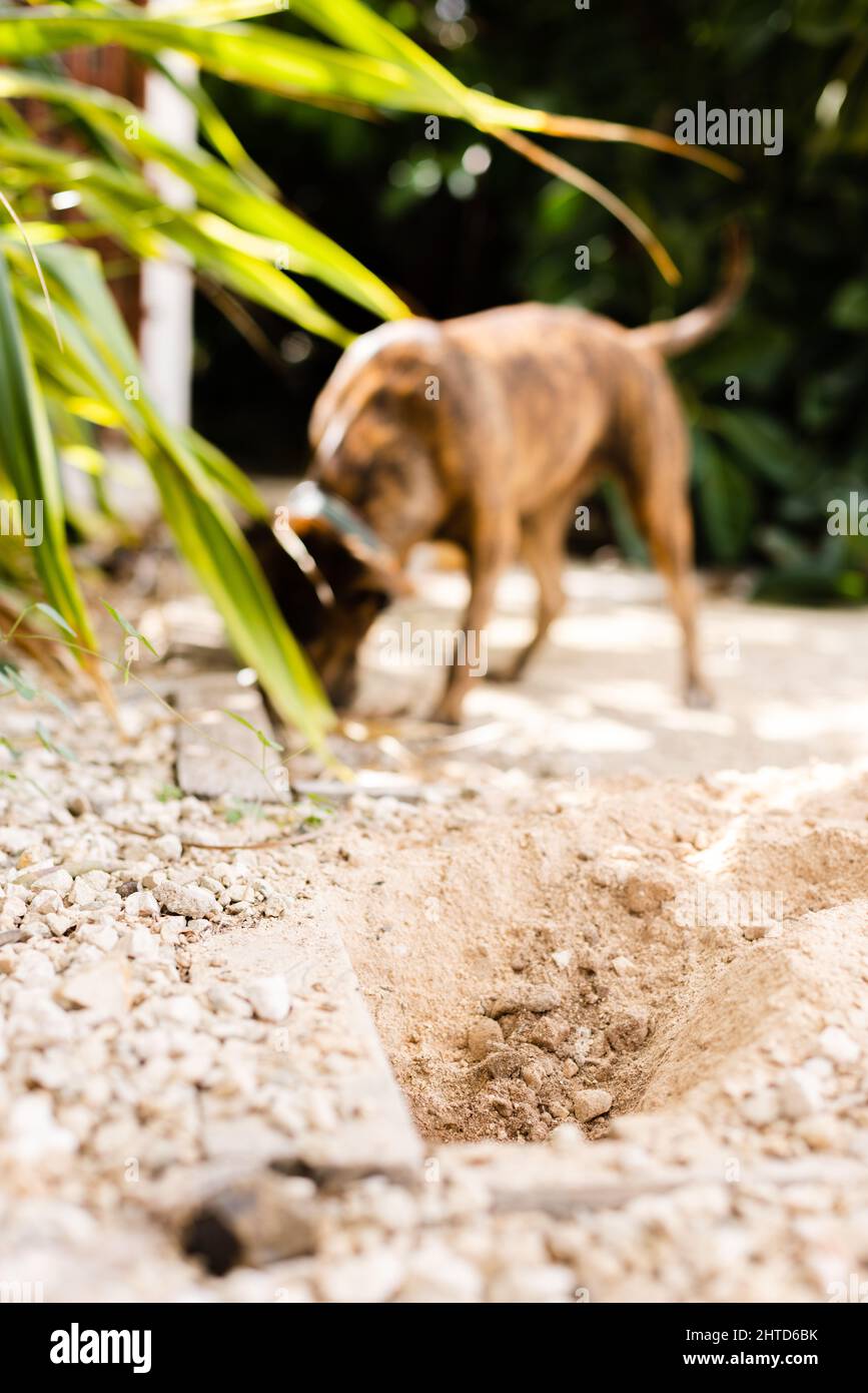 The dog making holes in a garden Stock Photo Alamy