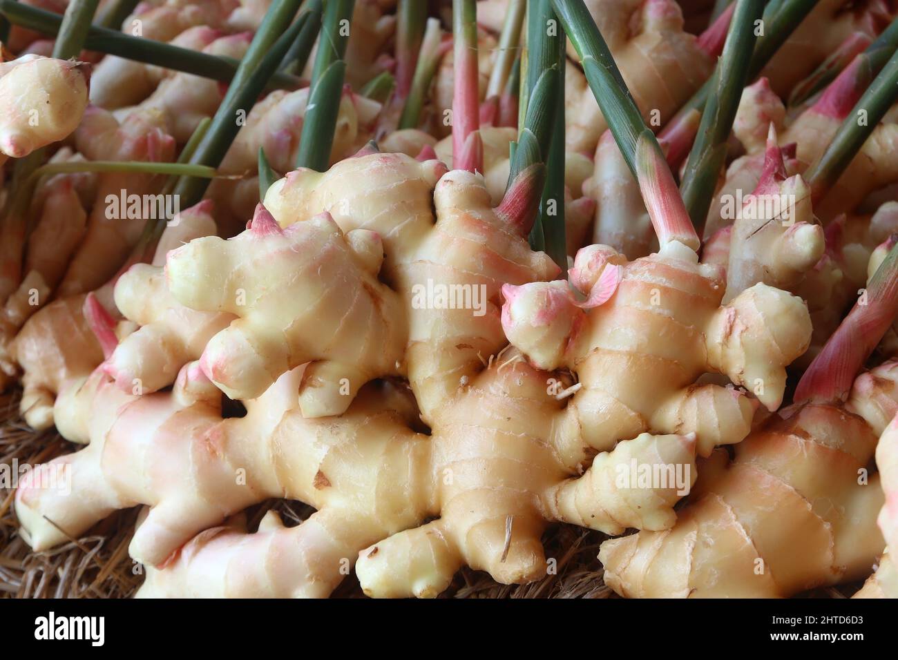 pile of ginger root at fruit market Stock Photo