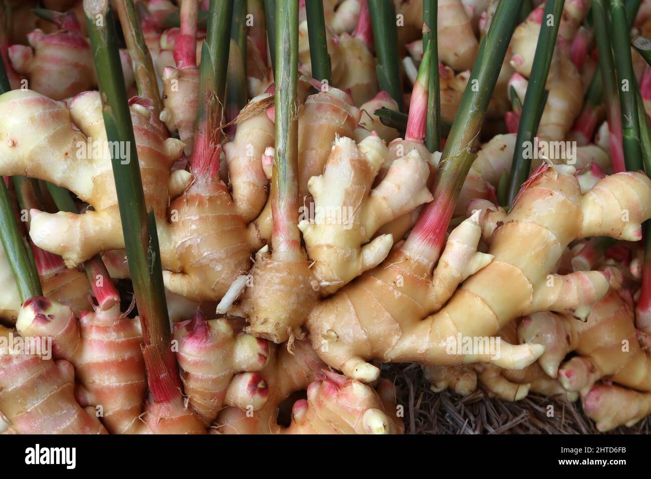 pile of ginger root at fruit market Stock Photo Alamy