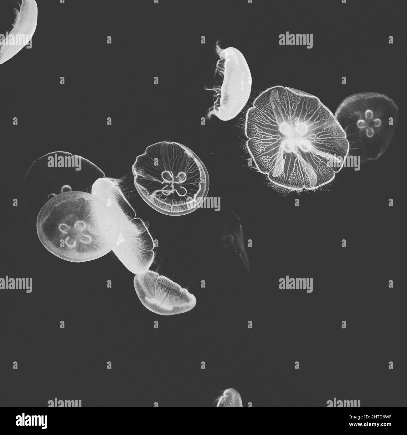 Closeup shot of the moon jellyfish on the black background Stock Photo ...