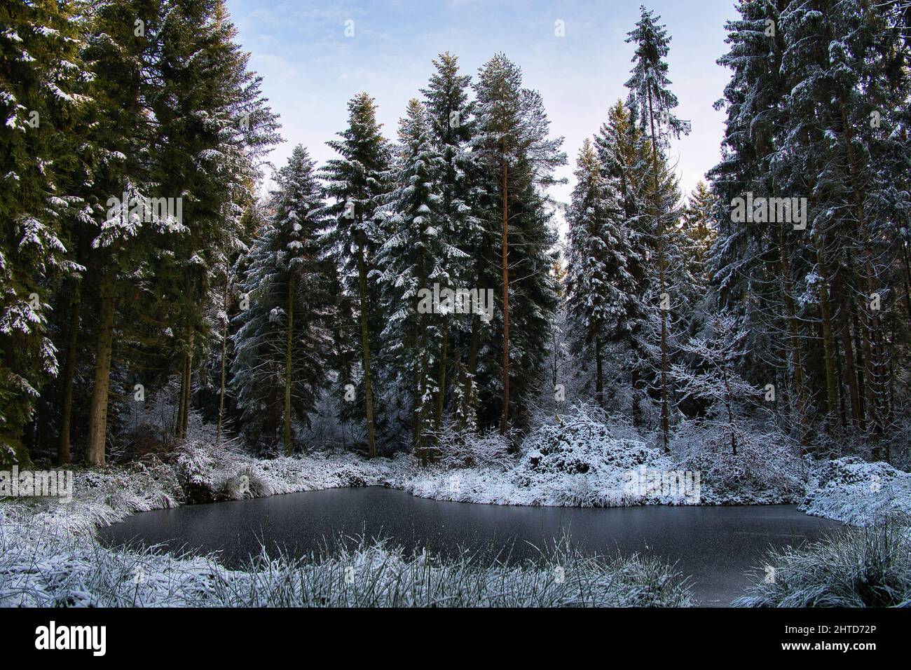 Beautiful winter landscape in a forest with a frozen lake and snowy ...