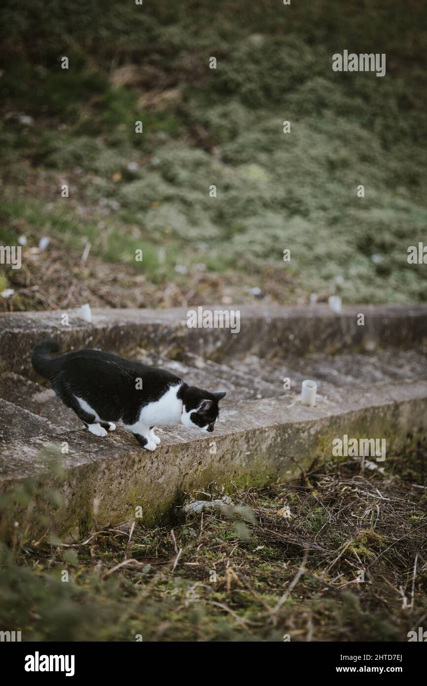 Shot of a black and white cat going downstairs in a park Stock Photo