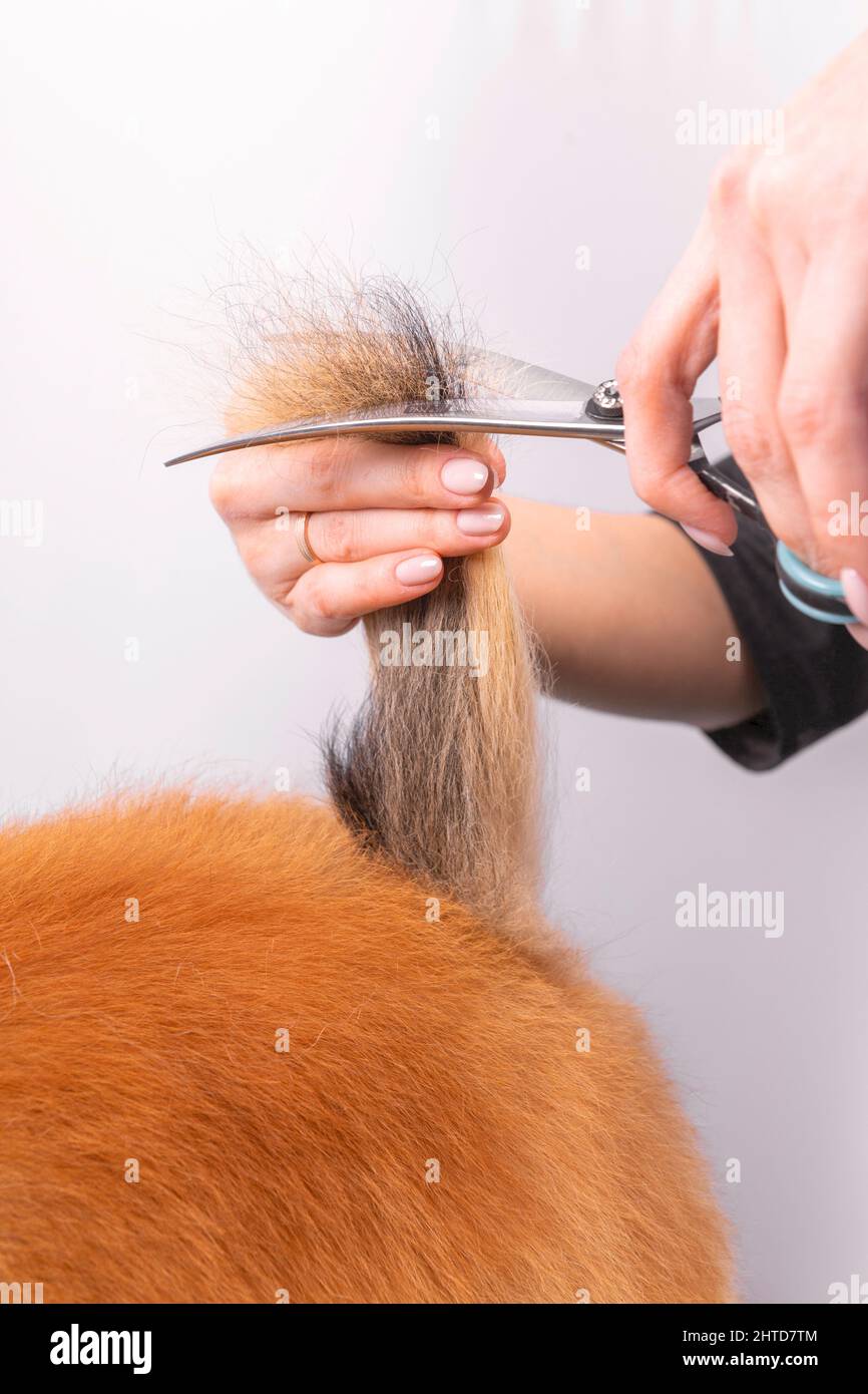Professional groomer takes care of Orange Pomeranian Spitz in animal beauty salon. Grooming