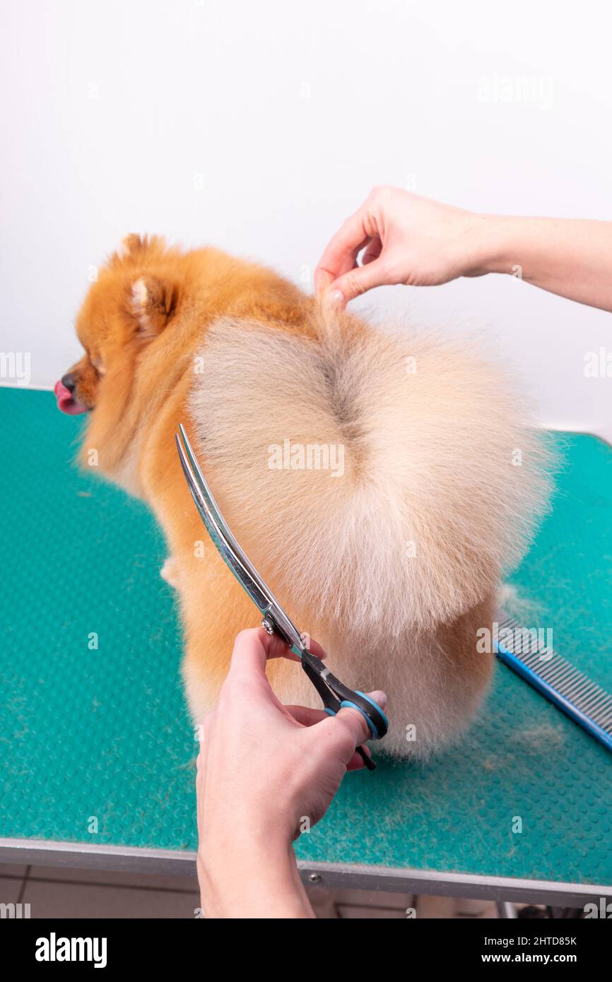 Professional groomer takes care of Orange Pomeranian Spitz in animal beauty salon. Grooming