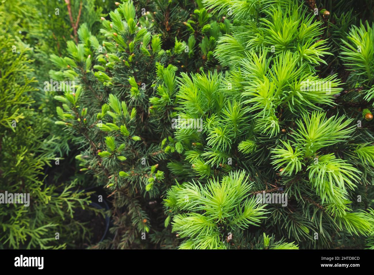 Young sprouts on spruce tree in garden nursery center. Spring time. Close up, selective focus, sunlight, copy space, gardening concept Stock Photo