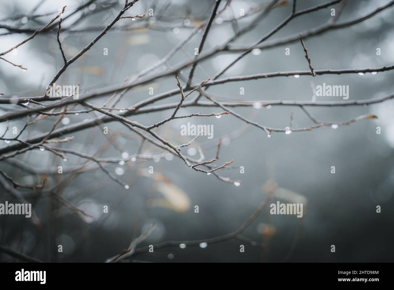 Selective focus shot of tree branches with water drops Stock Photo - Alamy