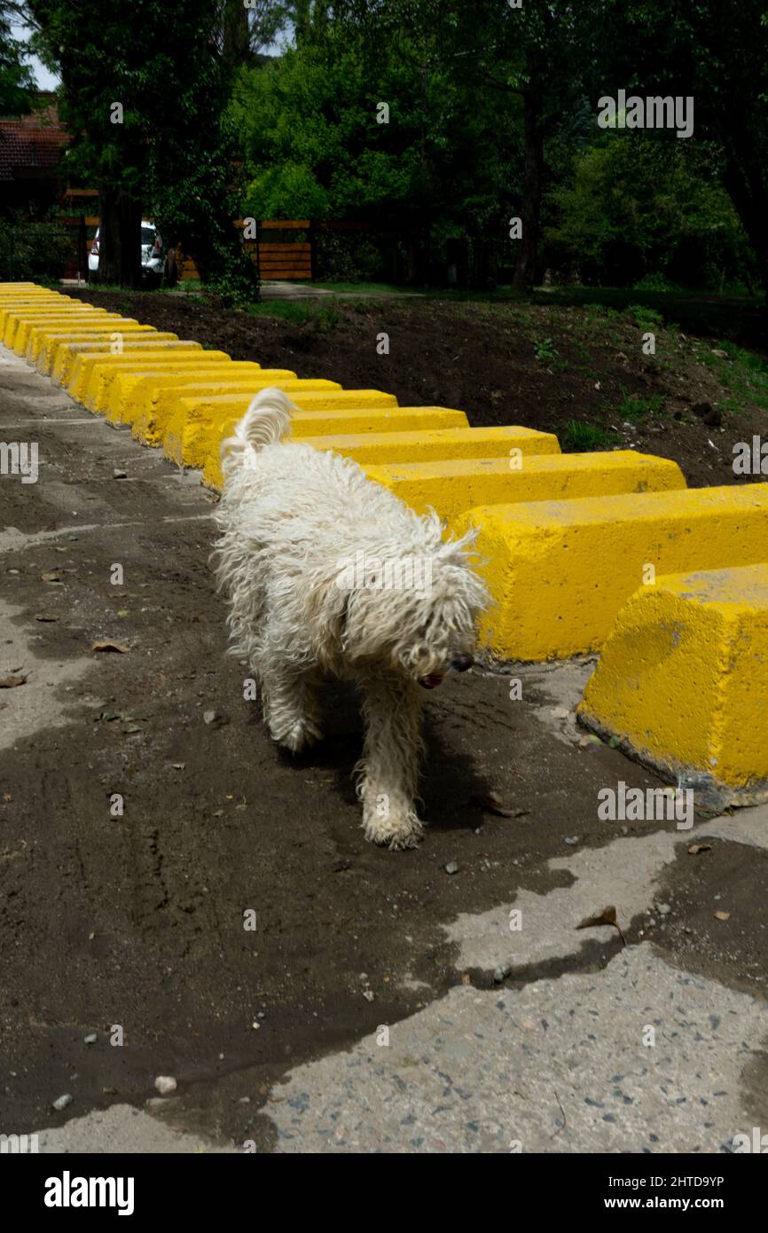 Vertical shot of a Hungarian sheepdog also known as Komondor walking in a street near yellow stones Stock Photo