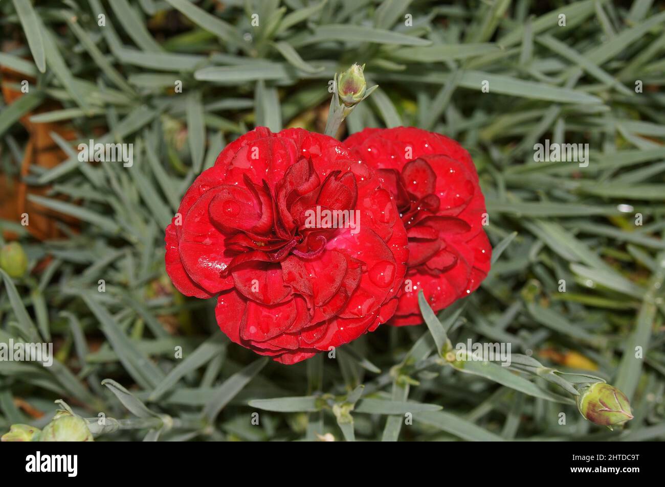Single Dianthus (pink) red flower with leafy background Stock Photo