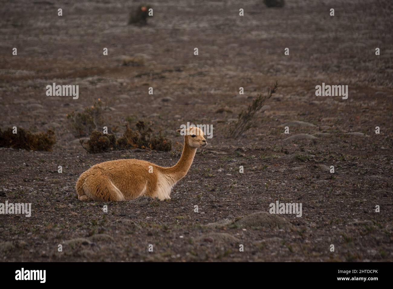 A shallow focus shot of an Vicuna laying down on the ground in its natural habitat Stock Photo