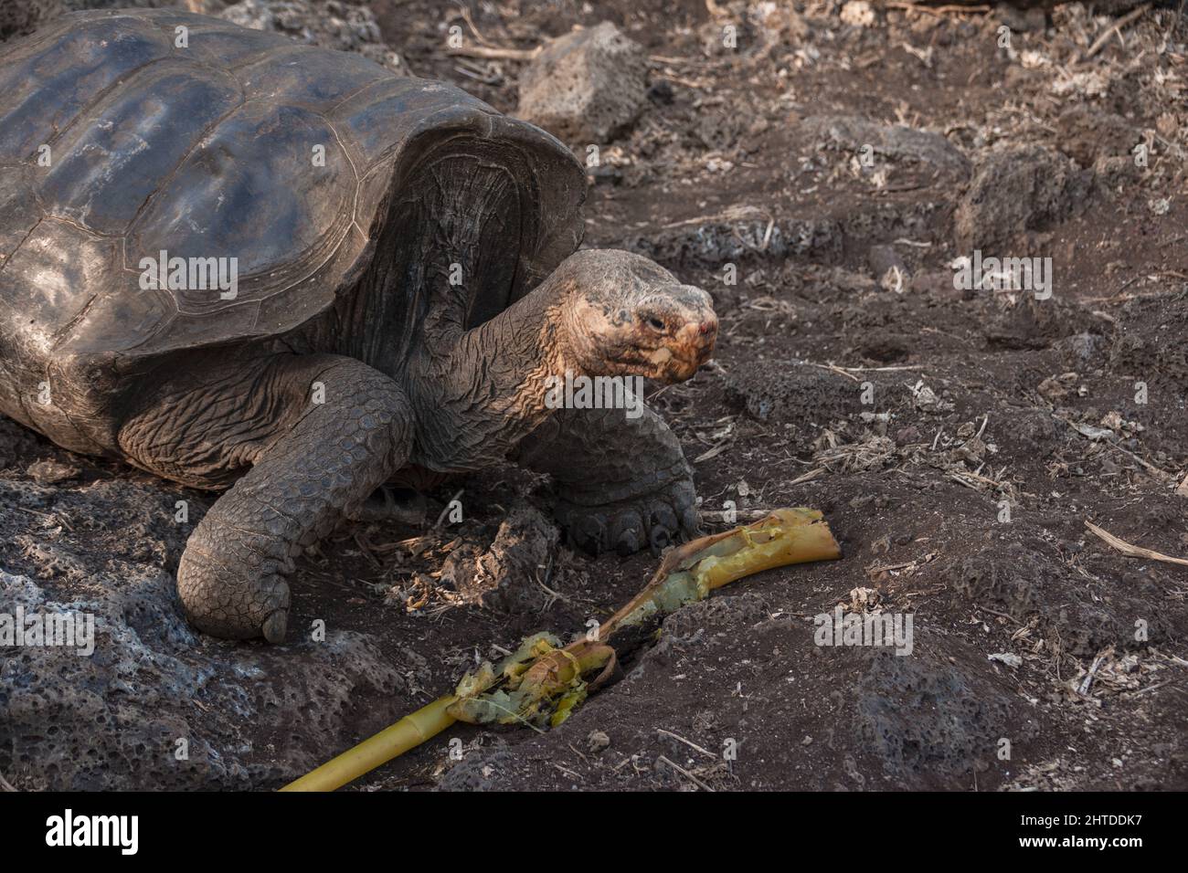 View of Galapagos Giant Tortoise enjoying sunlight in its natural habitat Stock Photo