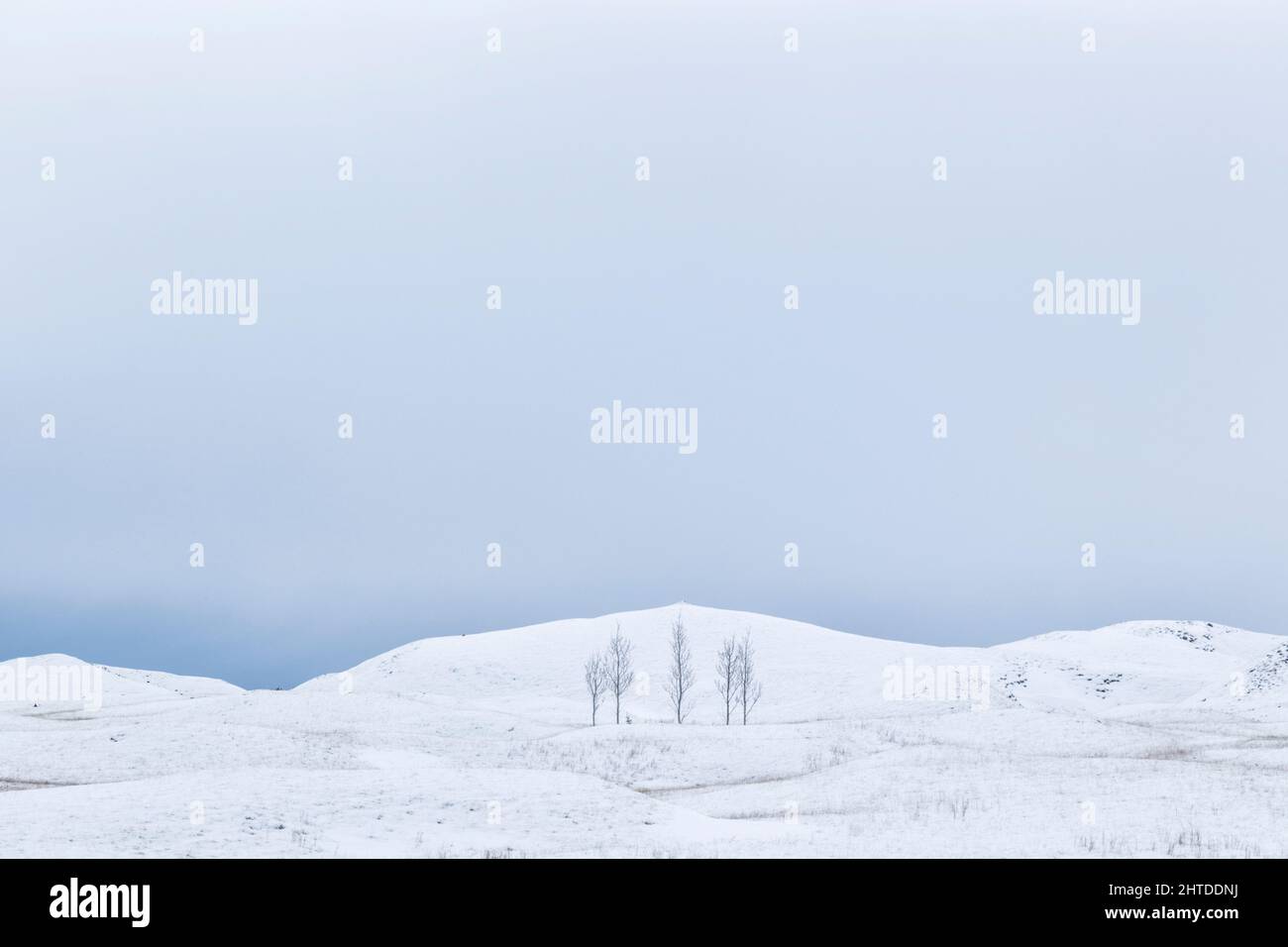 Five trees isolated against snow covered rolling terrain in Iceland Stock Photo