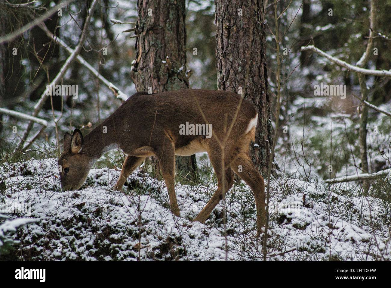 Roe deer (Capreolus capreolus) grazing in the forest in winter Stock ...