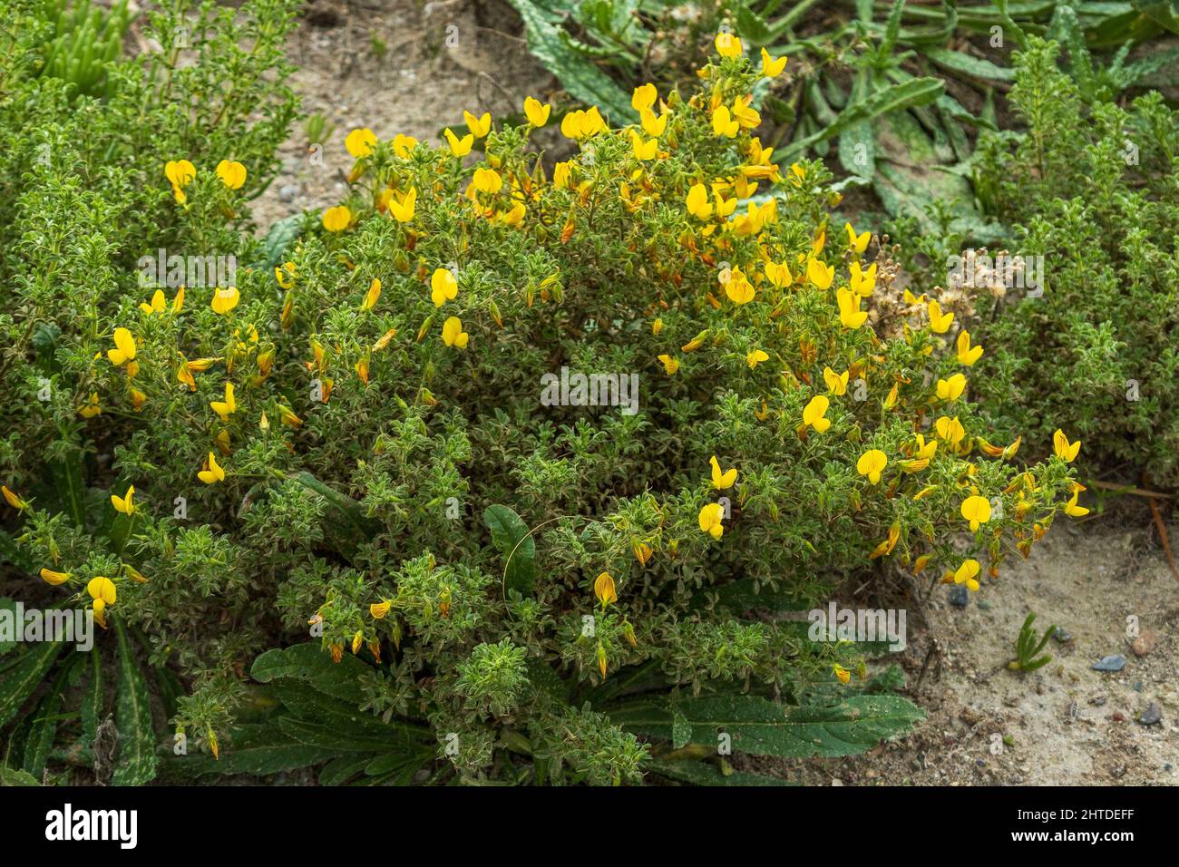 Ononis natrix, shrubby rest harrow Plant in Flower Stock Photo