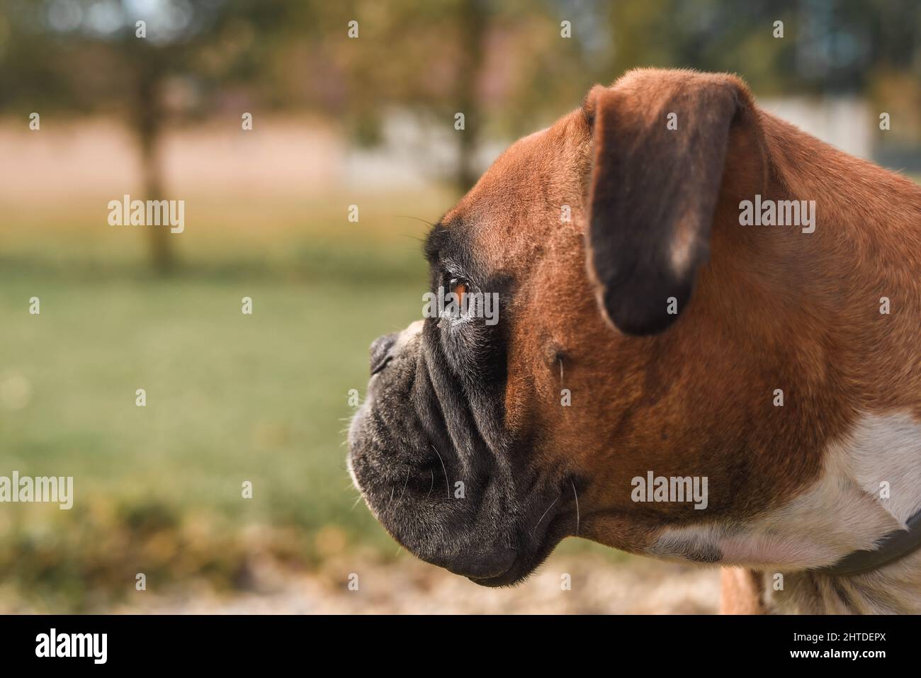 Side view of boxer dog portrait Stock Photo - Alamy