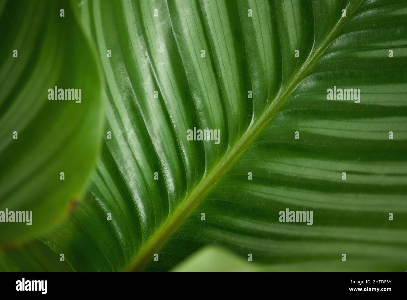 Tropical house plant leaf Stock Photo