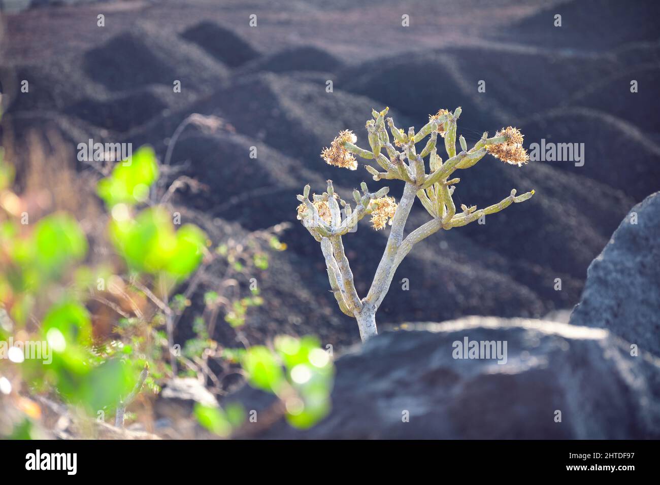 Bush Of Euphorbia Balsamifera, balsam spurge, in front of a dark volcanic rock landscape Stock Photo