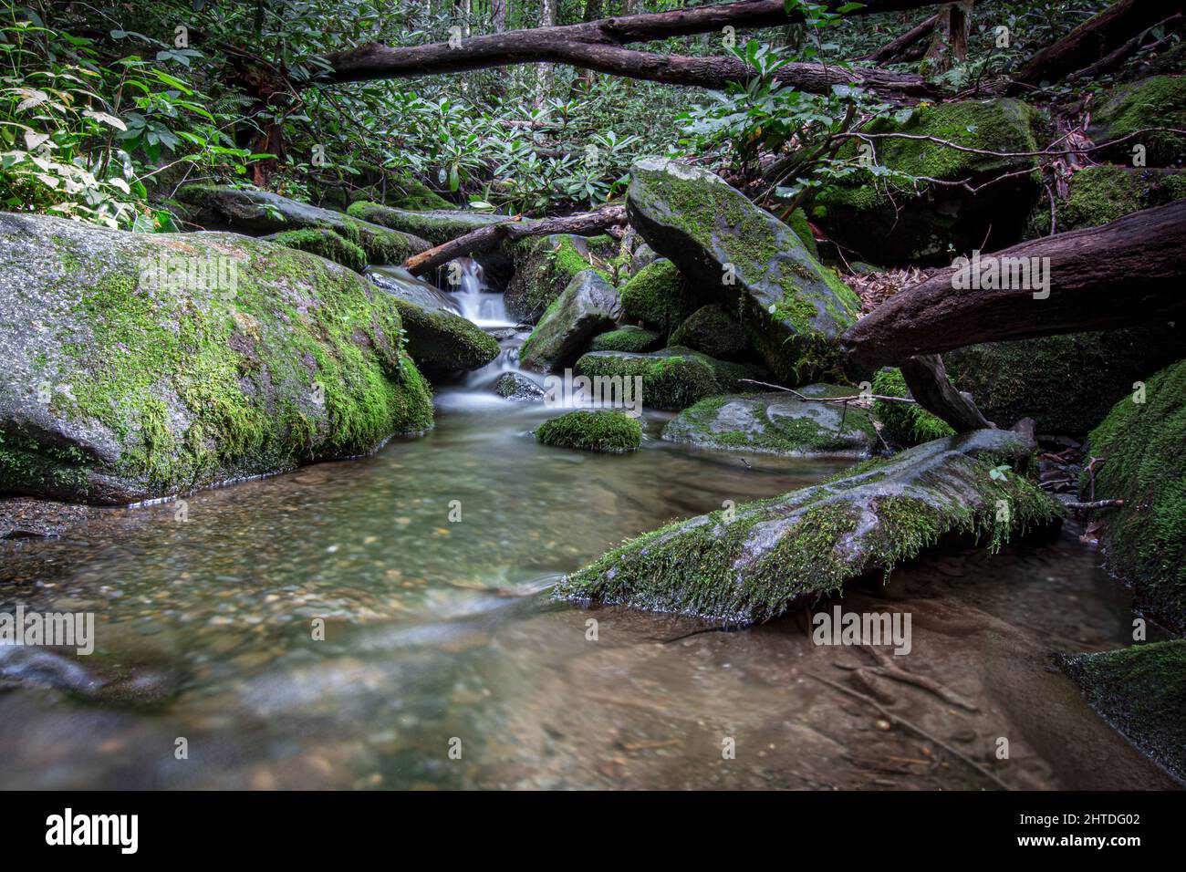 Closeup view of water flooding on green mossy rocks with tree branches ...