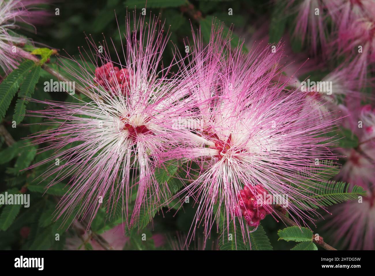 Closeup shot of a Persian silk tree (Albizia julibrissin) Stock Photo