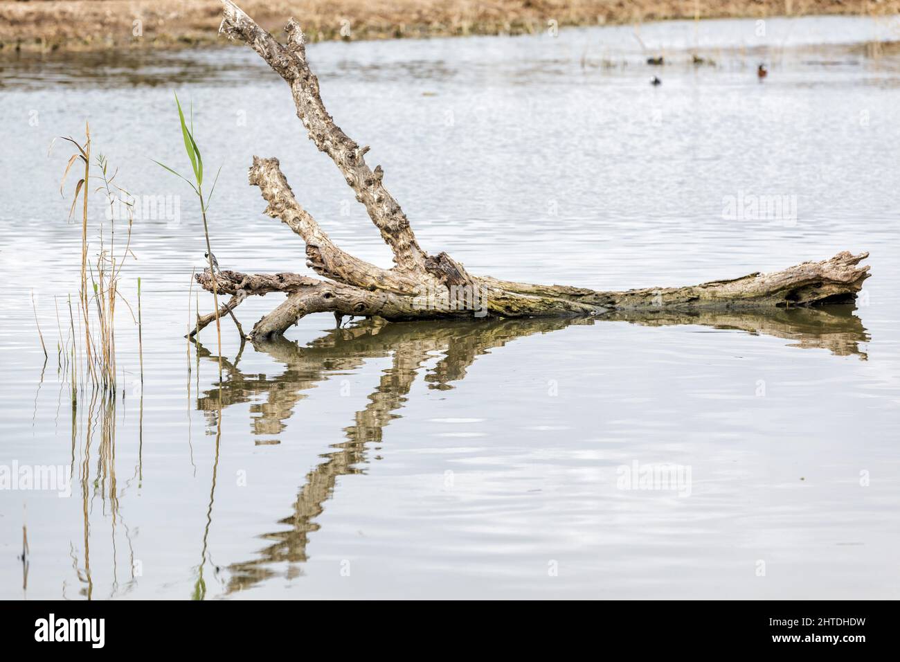 Dried branch of the tree floating in the lake Stock Photo Alamy