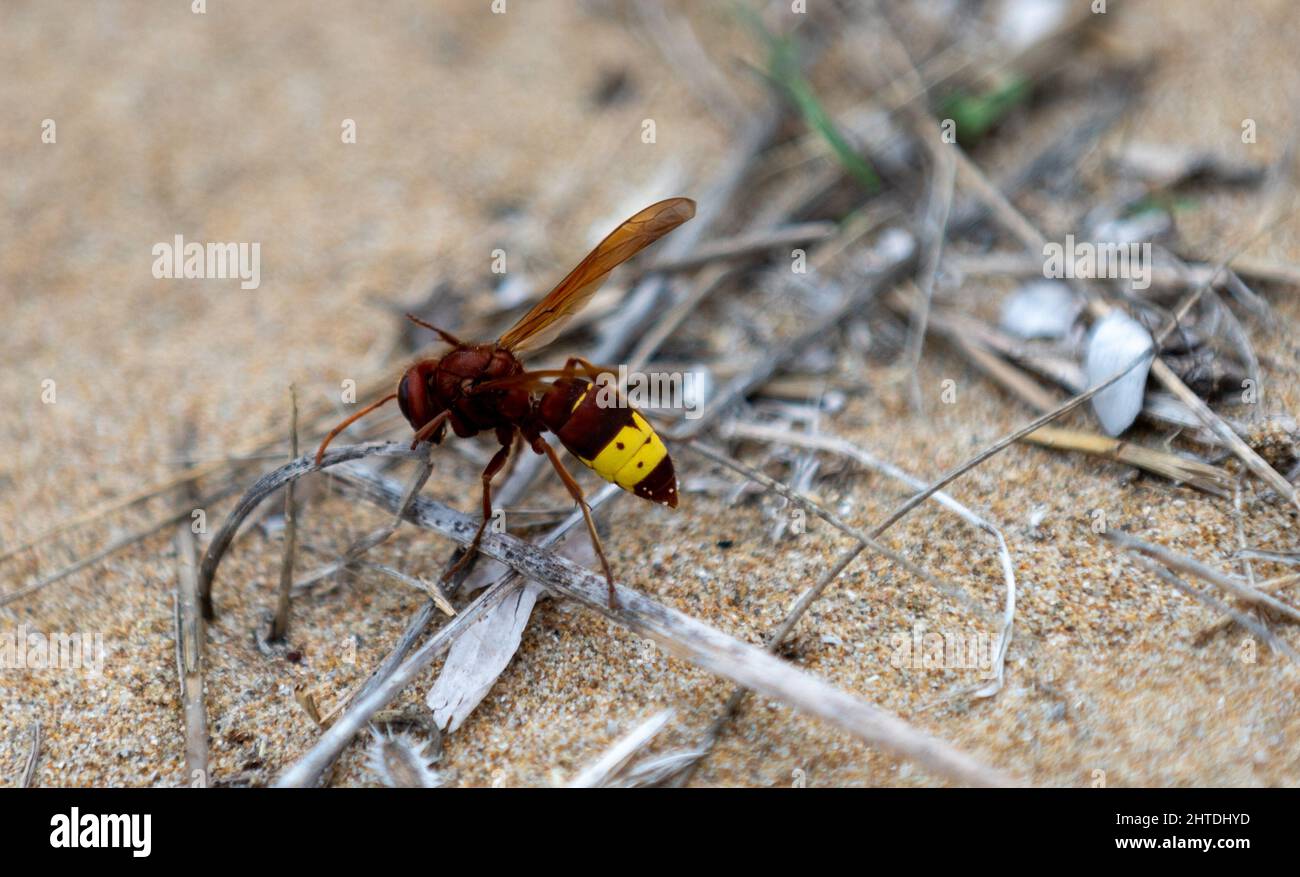 Closeup of an Oriental hornet on dried branches on the ground with a blurry background Stock Photo
