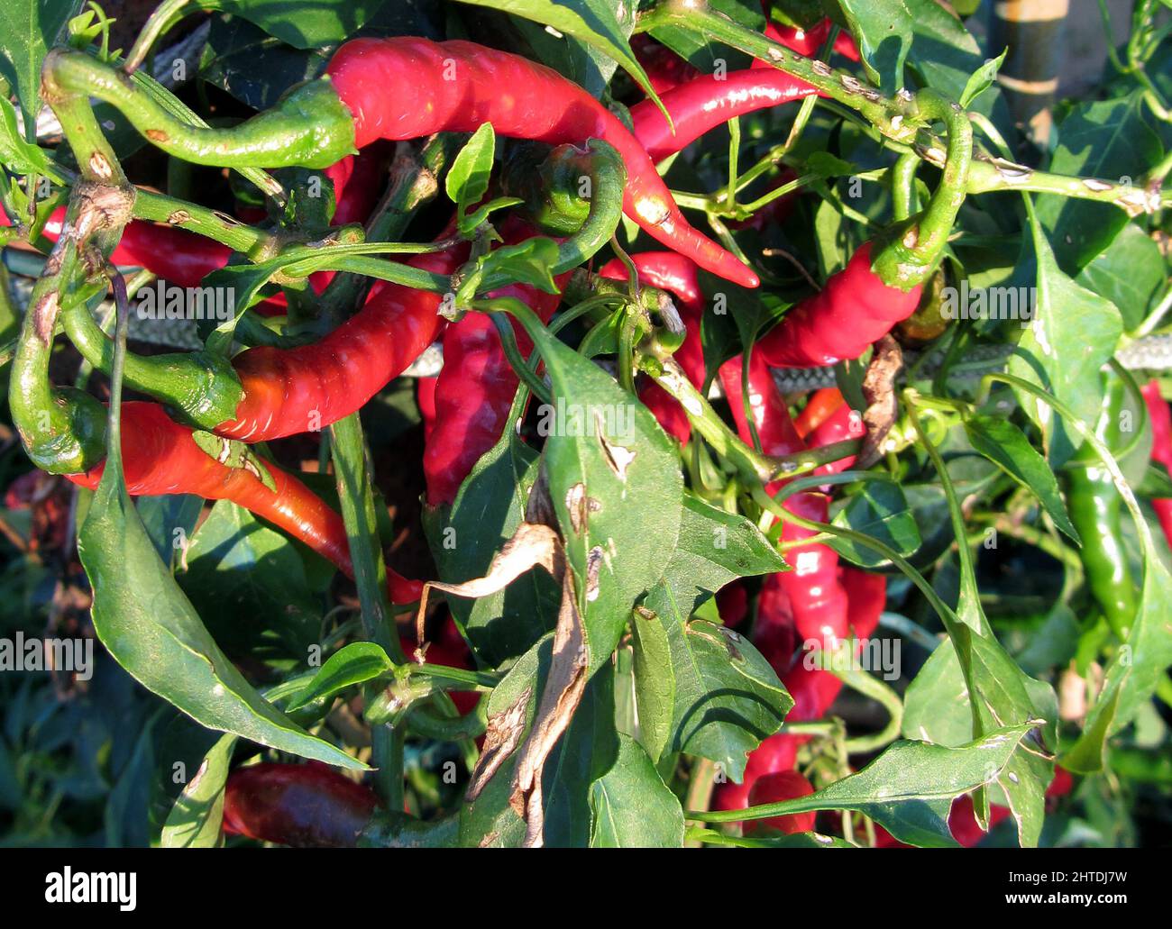 Red chili peppers hanging on the plant Stock Photo - Alamy