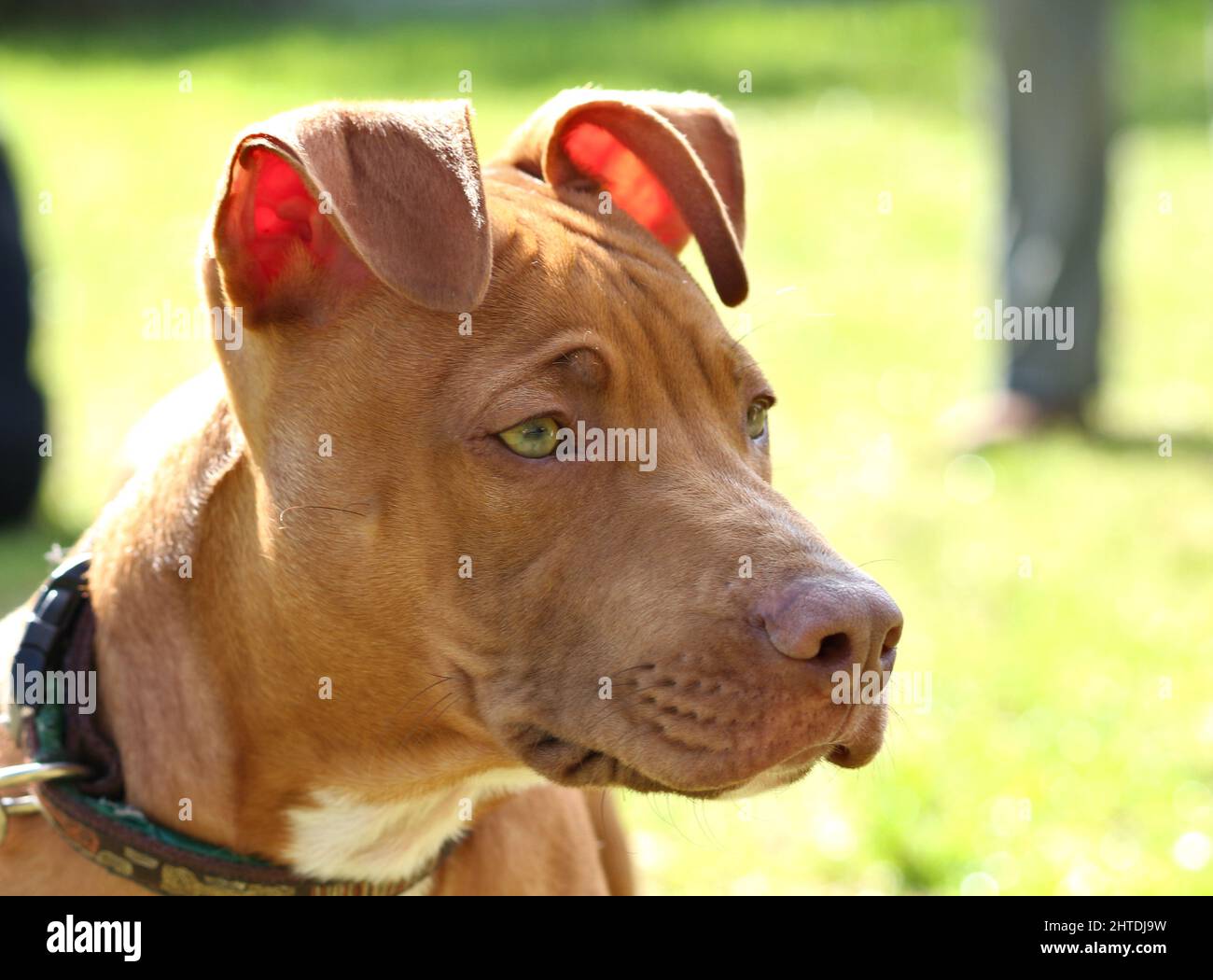 Red nose hotsell pitbull green eyes