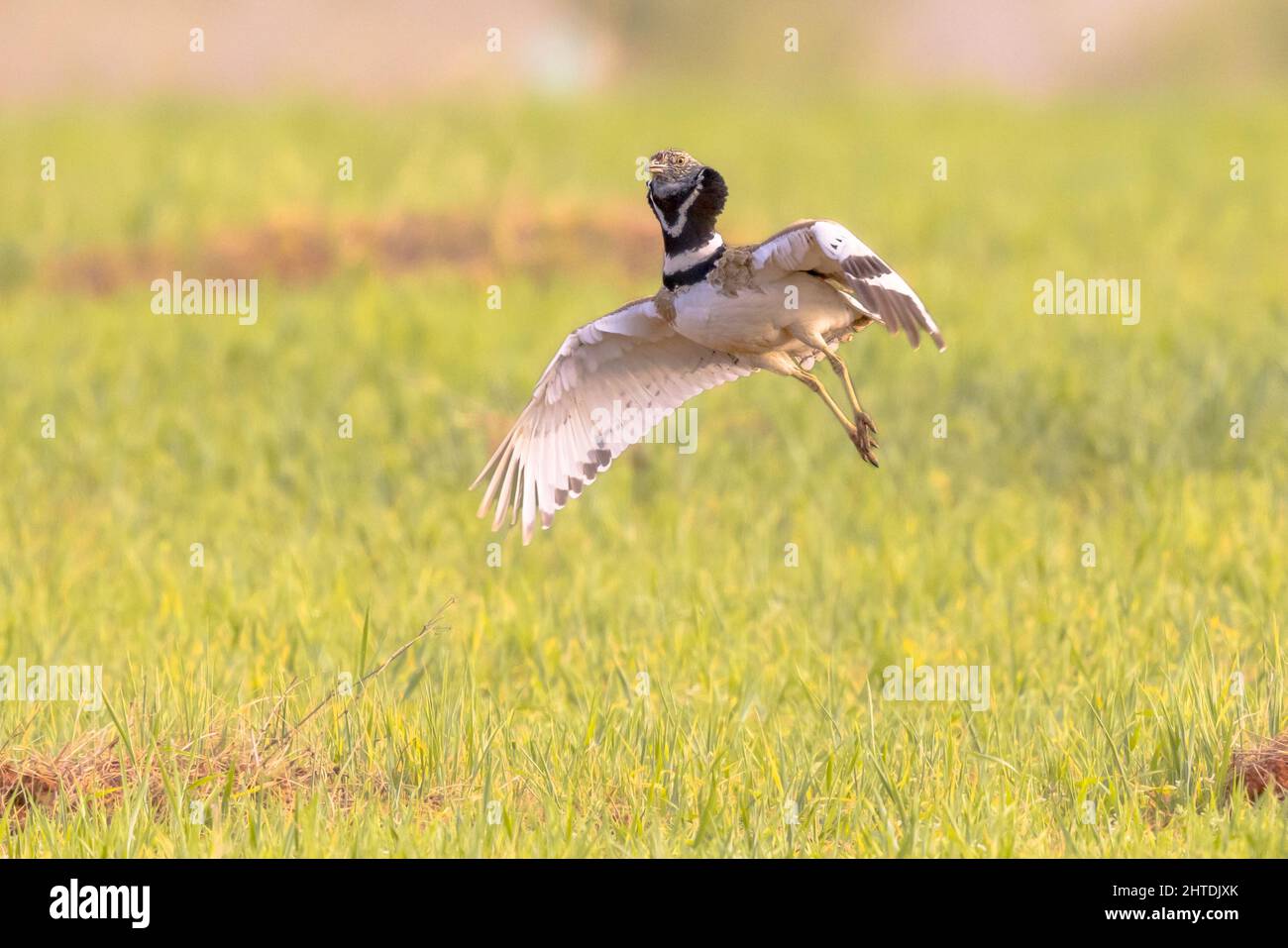 Display of Little Bustard (Tetrax tetrax) in grassland. This large bird breeds in Southern Europe and in Western and Central Asia. Numbers are declini Stock Photo