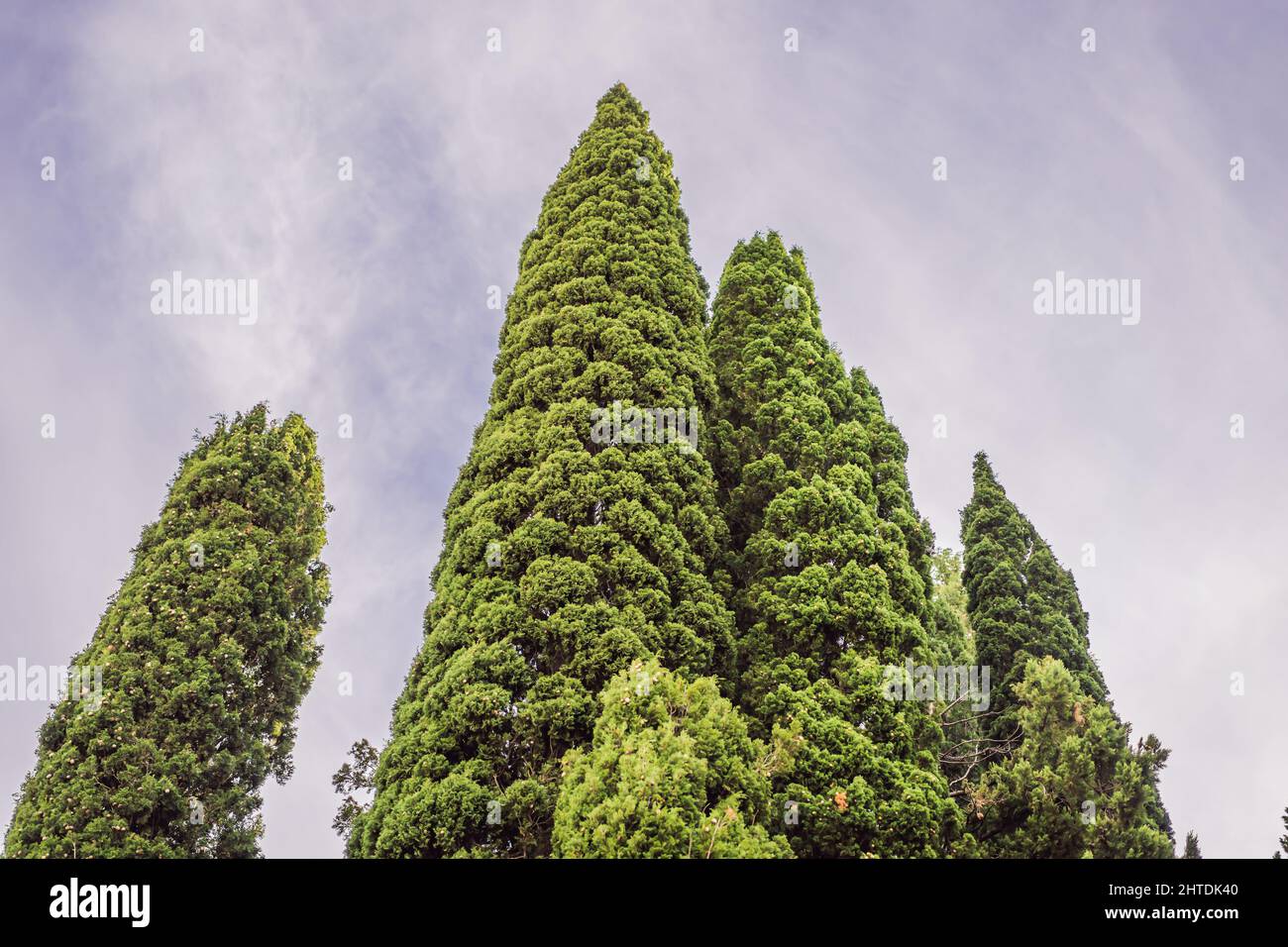 Mediterranean cypress with round brown cones seeds against the sky. Cupressus sempervirens, Italian cypress or pencil pine Stock Photo