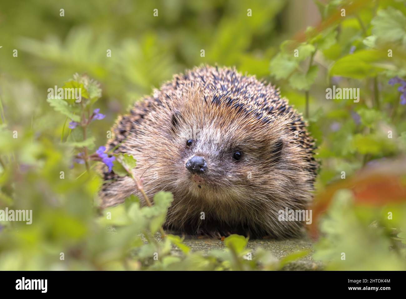 European hedgehog (Erinaceus europaeus) walking in garden with blue flowers. Teh west European hedgehog is native to Europe and can survive across a w Stock Photo