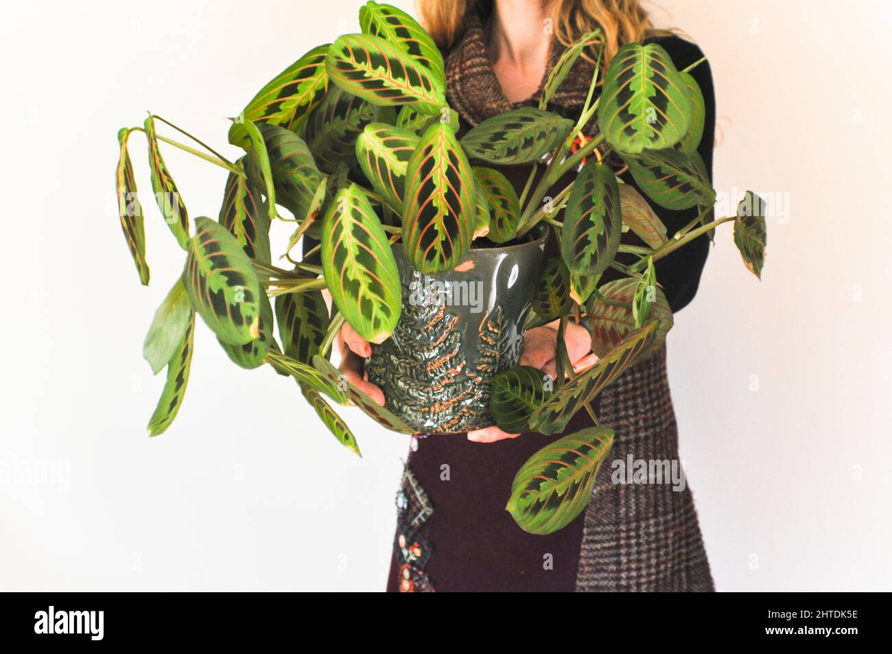 A female holding a healthy prayer plant (Red Maranta Calathea) in front of her Stock Photo