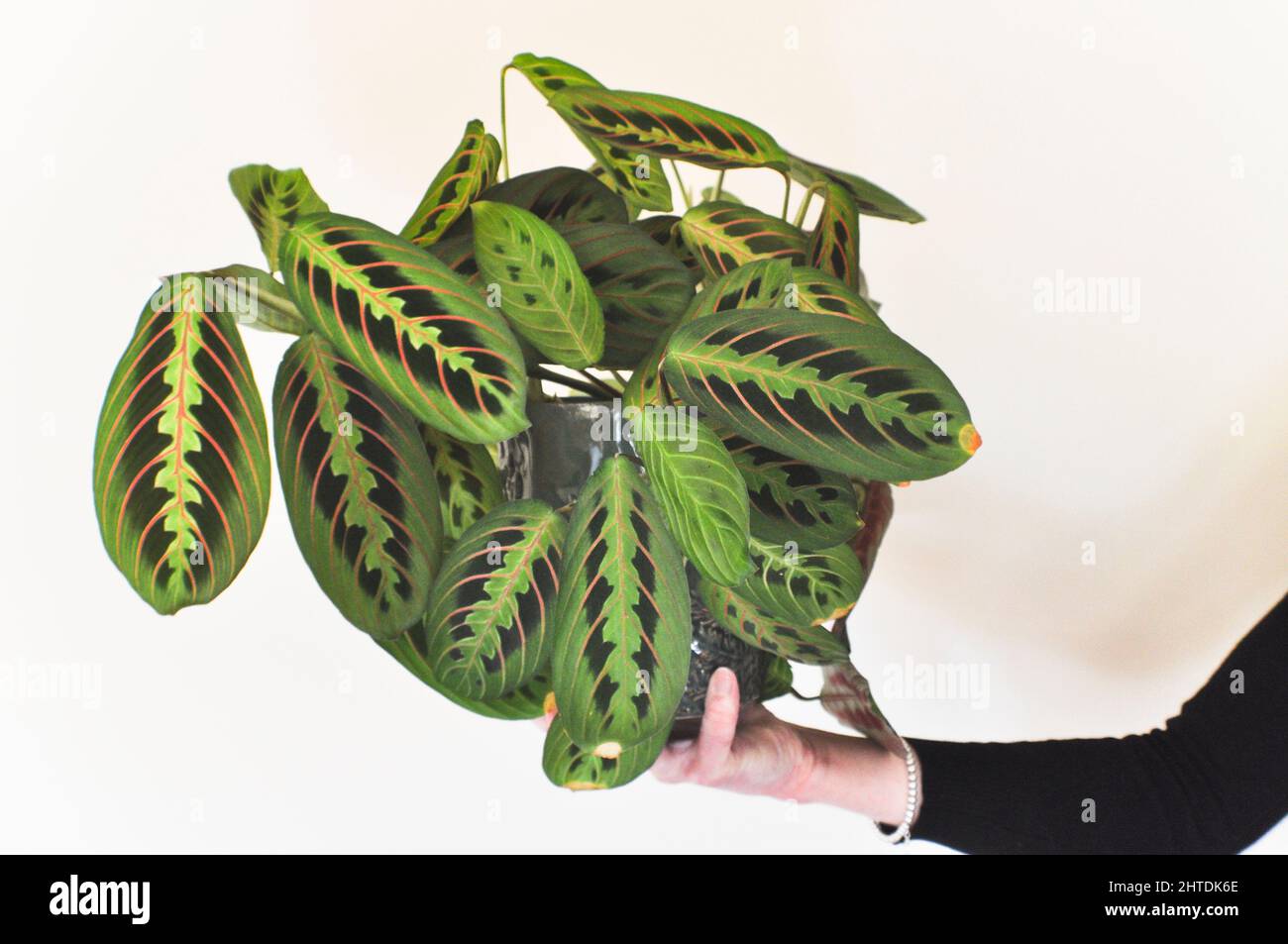 A female hand holding a prayer plant (Red Maranta Calathea) in it's pot against a pale coloured background Stock Photo