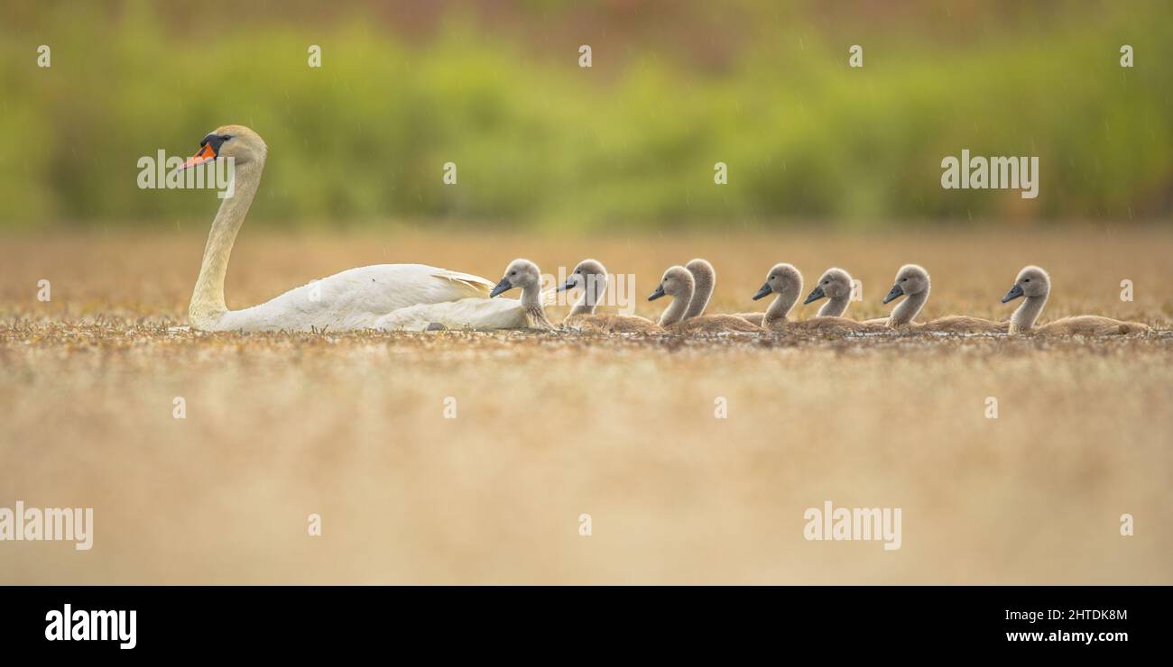 Mute Swan (Cygnus olor) Swimming on Lake in backlight with Chicks. This is a Species of Swan and a member of the Waterfowl Family Anatidae. Wildlife S Stock Photo
