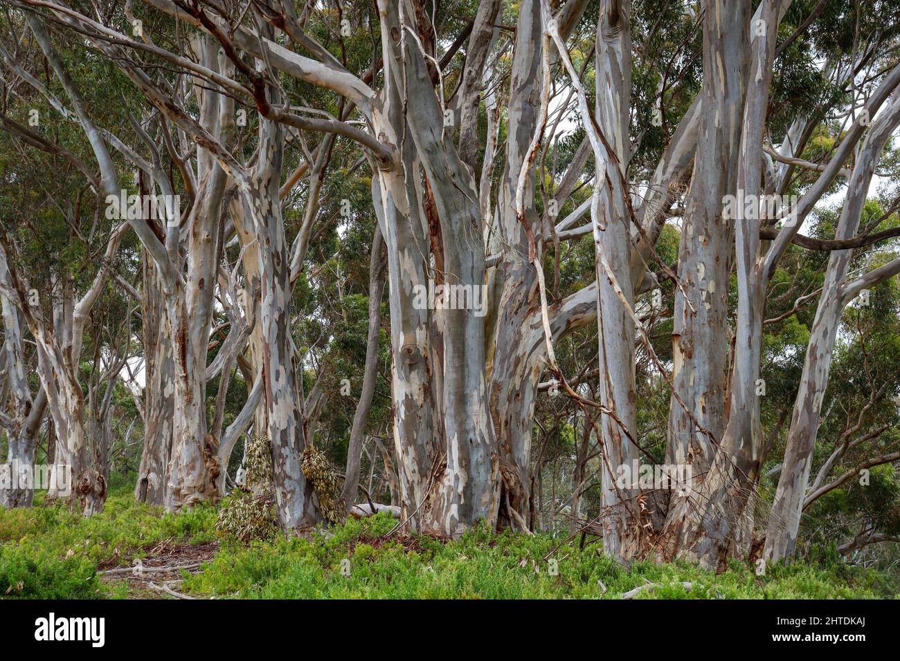 Bunch of brown eucalyptus trees in a forest Stock Photo Alamy