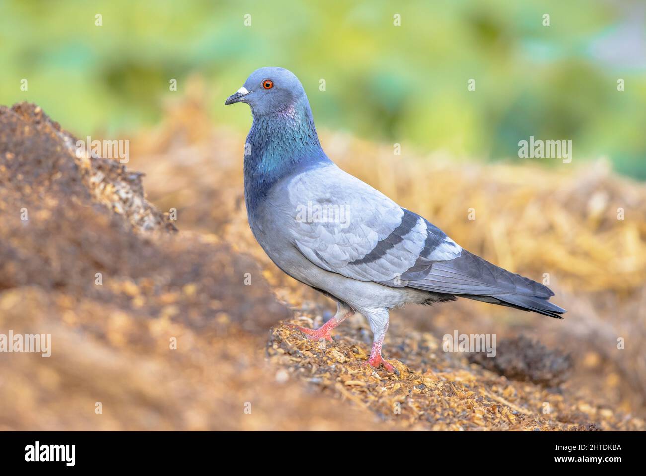 European rock dove (Columba livia). This bird occurs in the wild in Europe, Africa and Asia. Nowadays it can be found Worldwide as the Domestic Pigeon Stock Photo