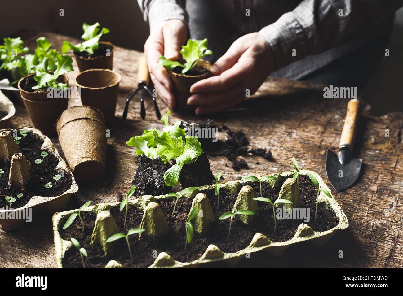 Hands planting seedlings in peat pots and egg boxes with tomato, basil ...