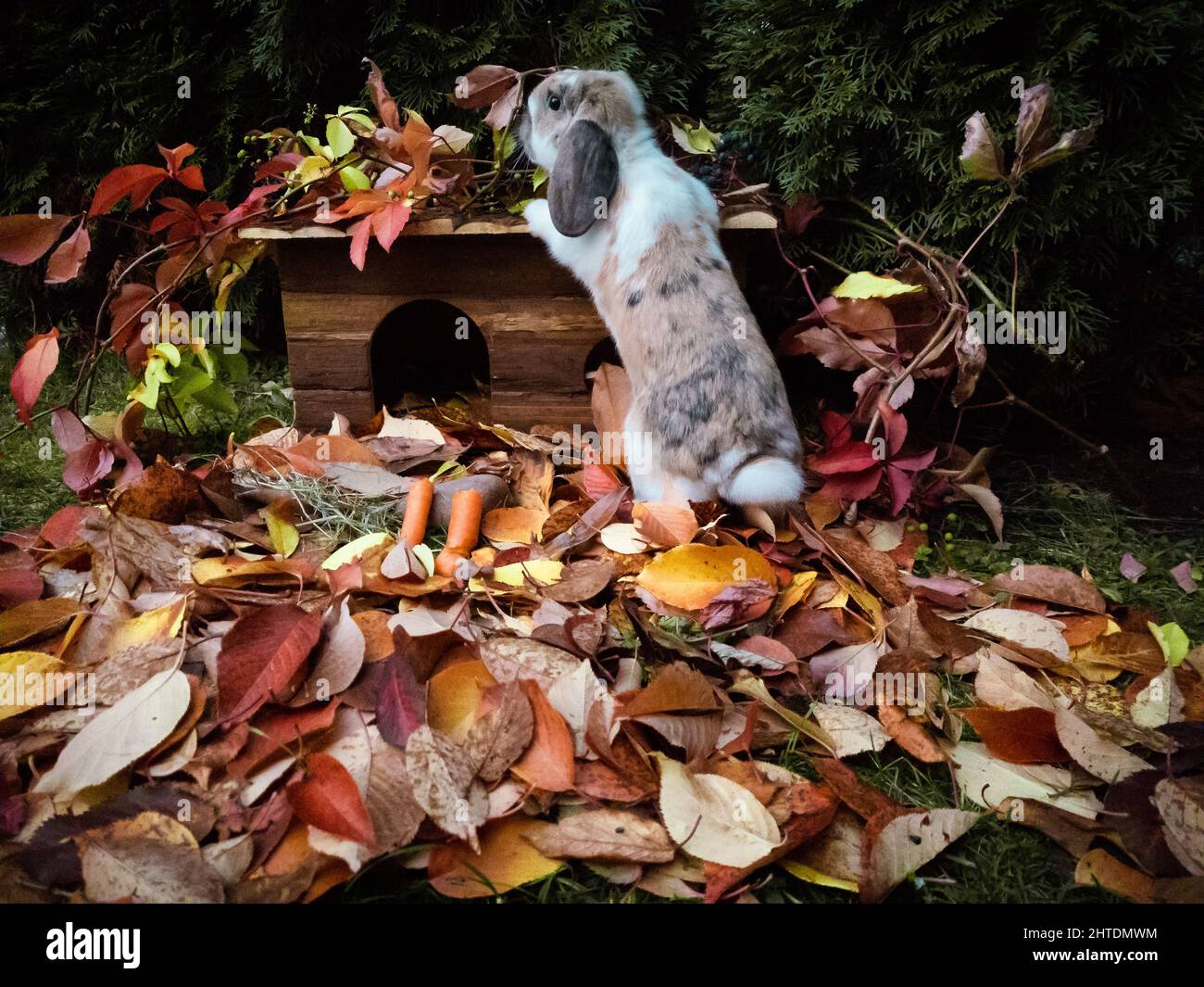 Dwarf rabbit playing with autumn leaves Stock Photo - Alamy