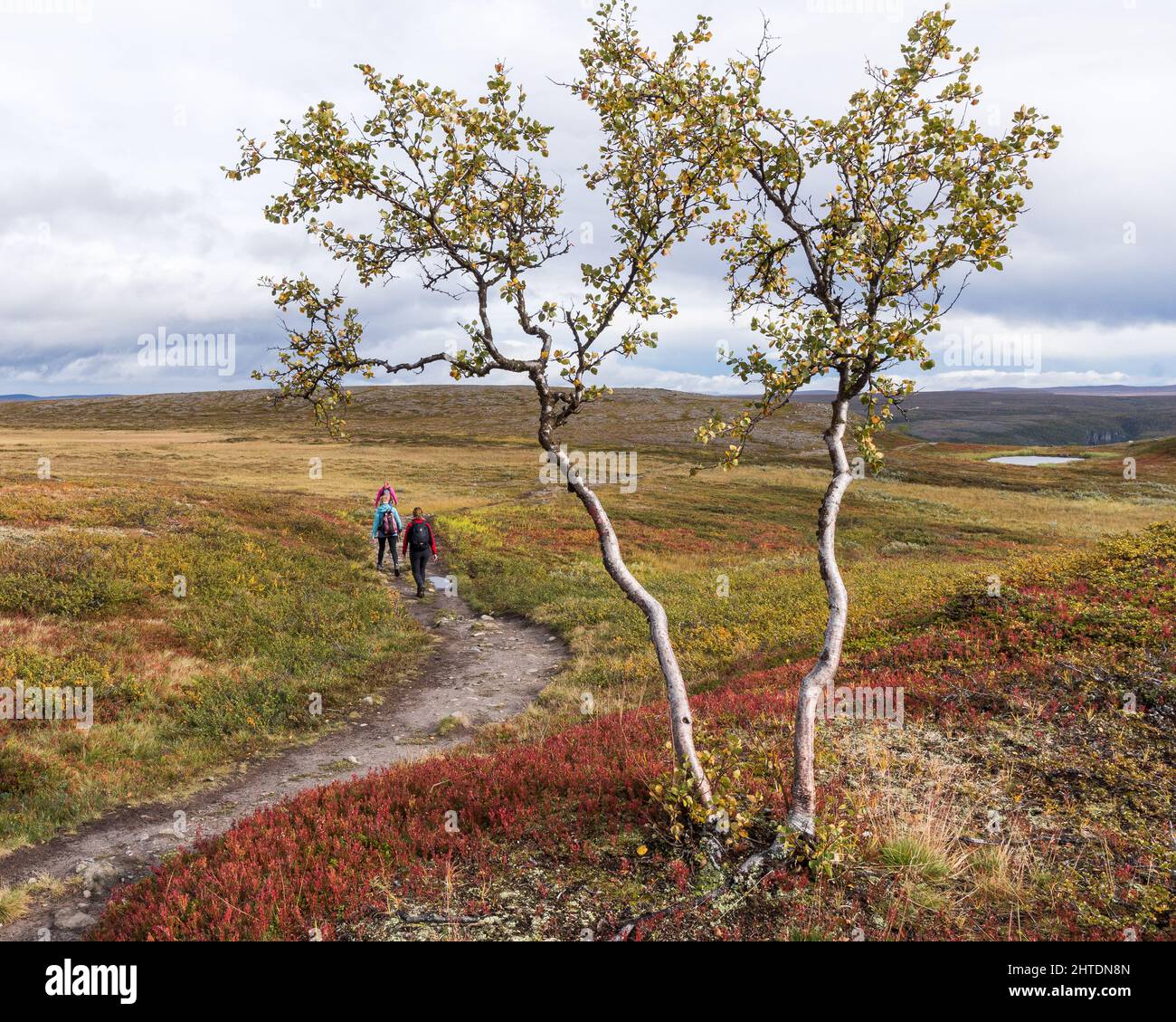 View of a green tree against people hiking with backpacks in an open field in Norway Stock Photo