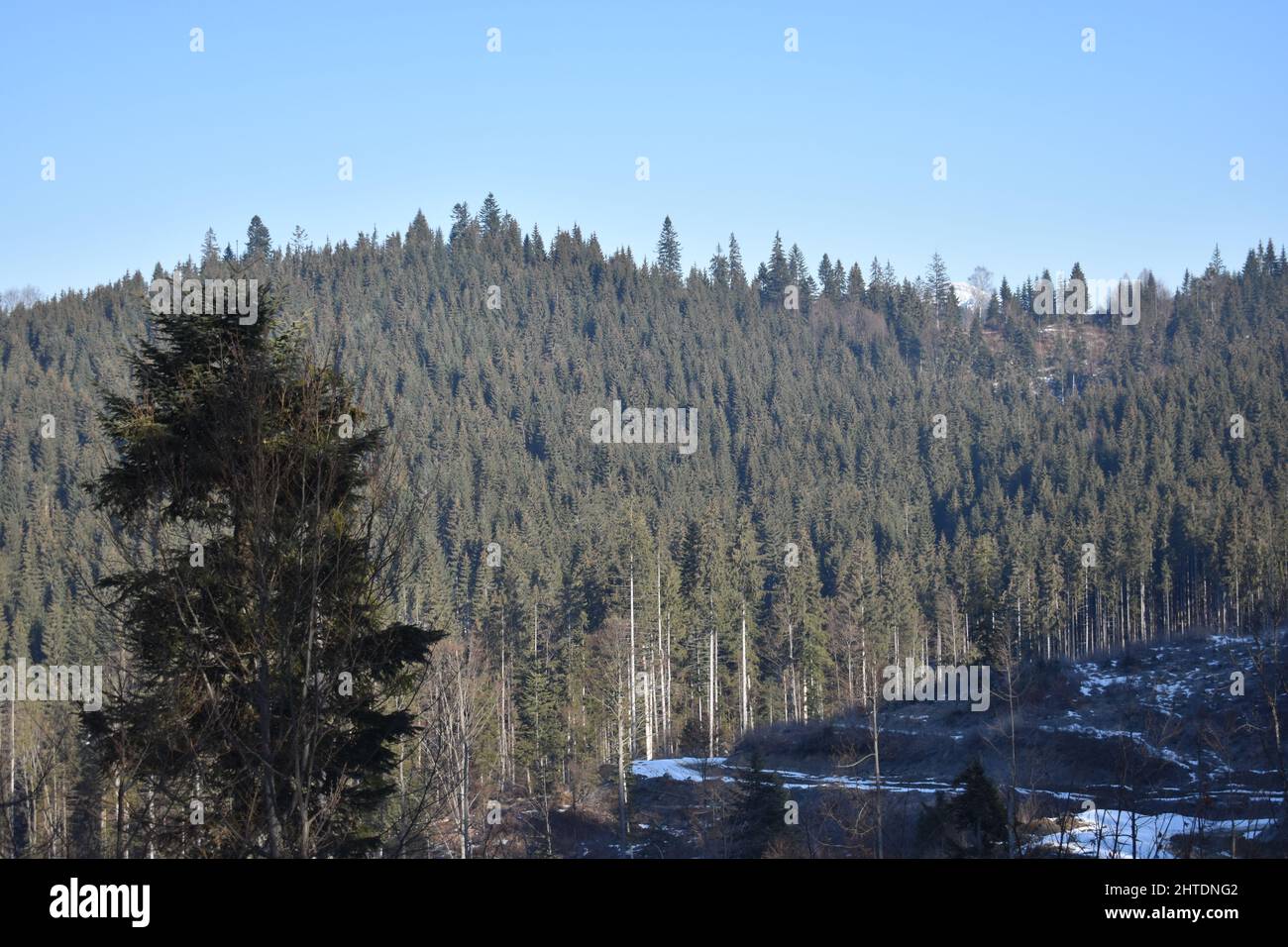 Beautiful view of large trees in a forest under the blue sky Stock ...