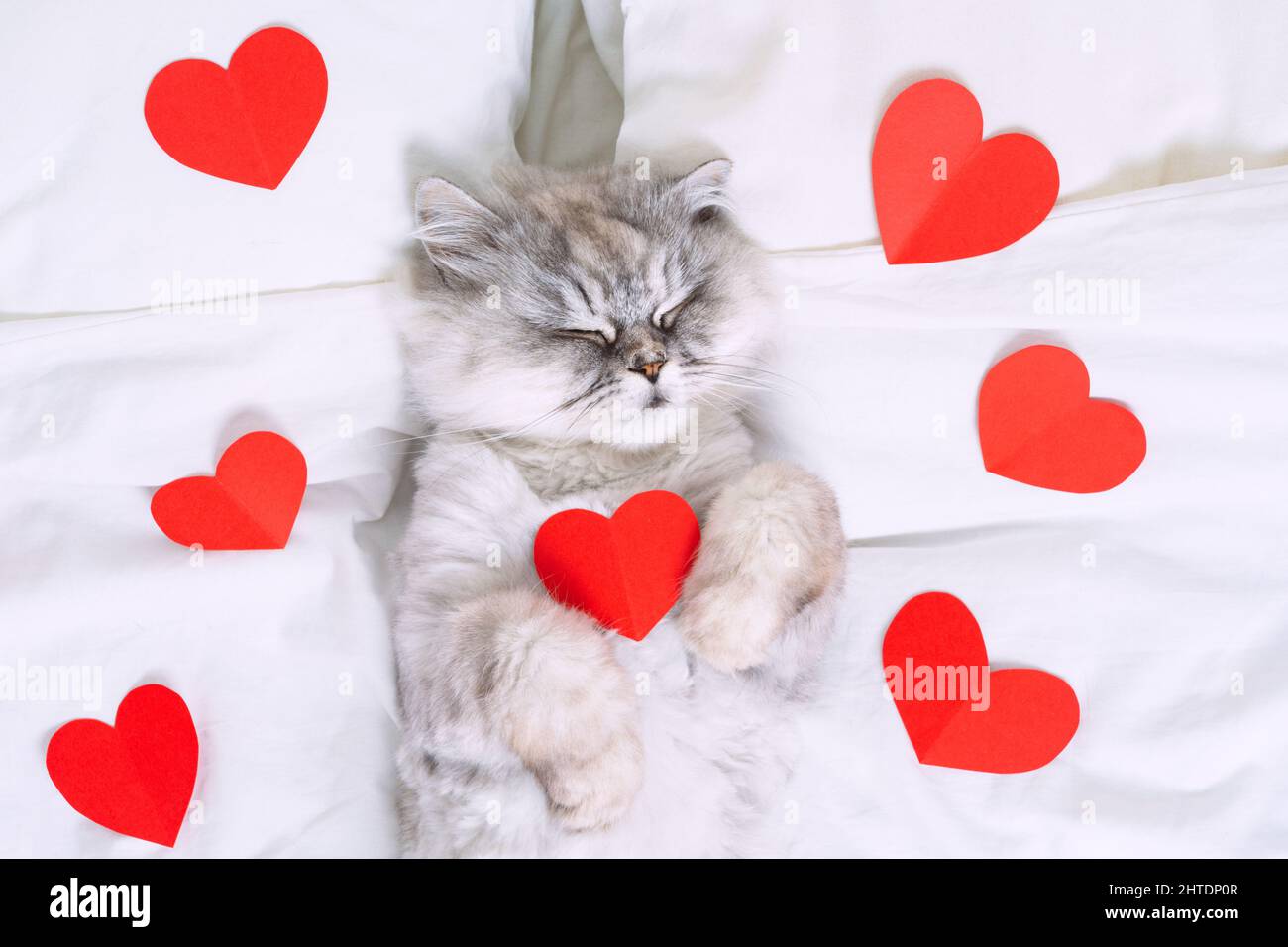 Cute grey persian cat lying on the white bed with red hearts. Cat love Stock Photo