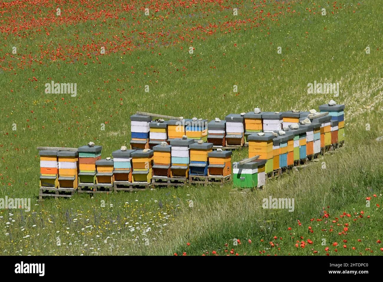 Italy, Umbria, Castelluccio di Norcia, beehive in lentil field Stock Photo