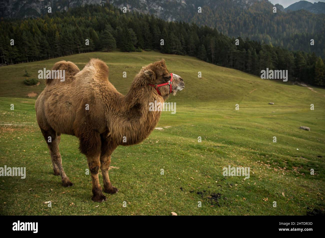Italy. Trentino Alto Adige, Fiè allo Sciliar, camel at Malga Tuff 