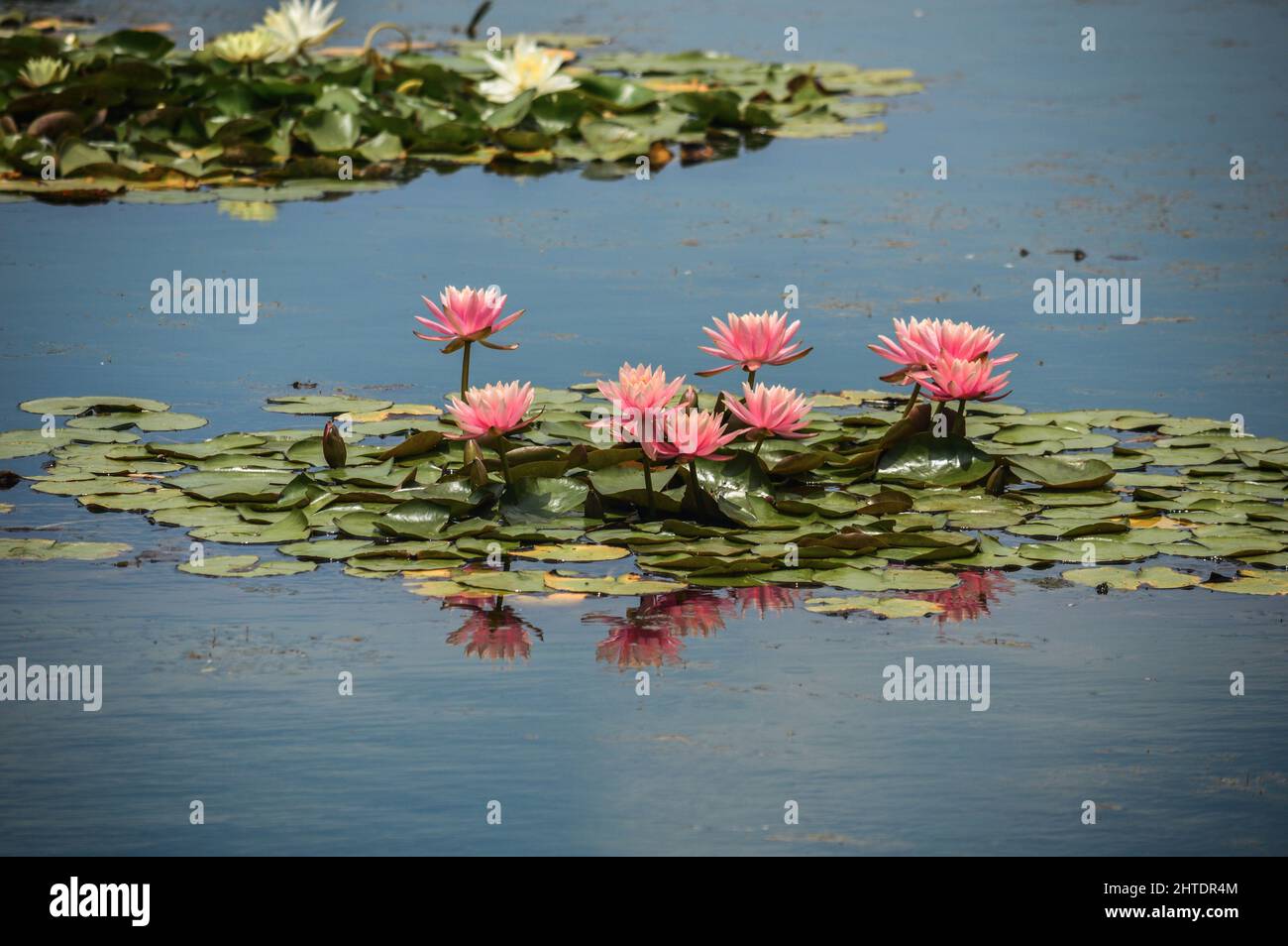Beautiful shot of water lilies and lily pads floating on water surface