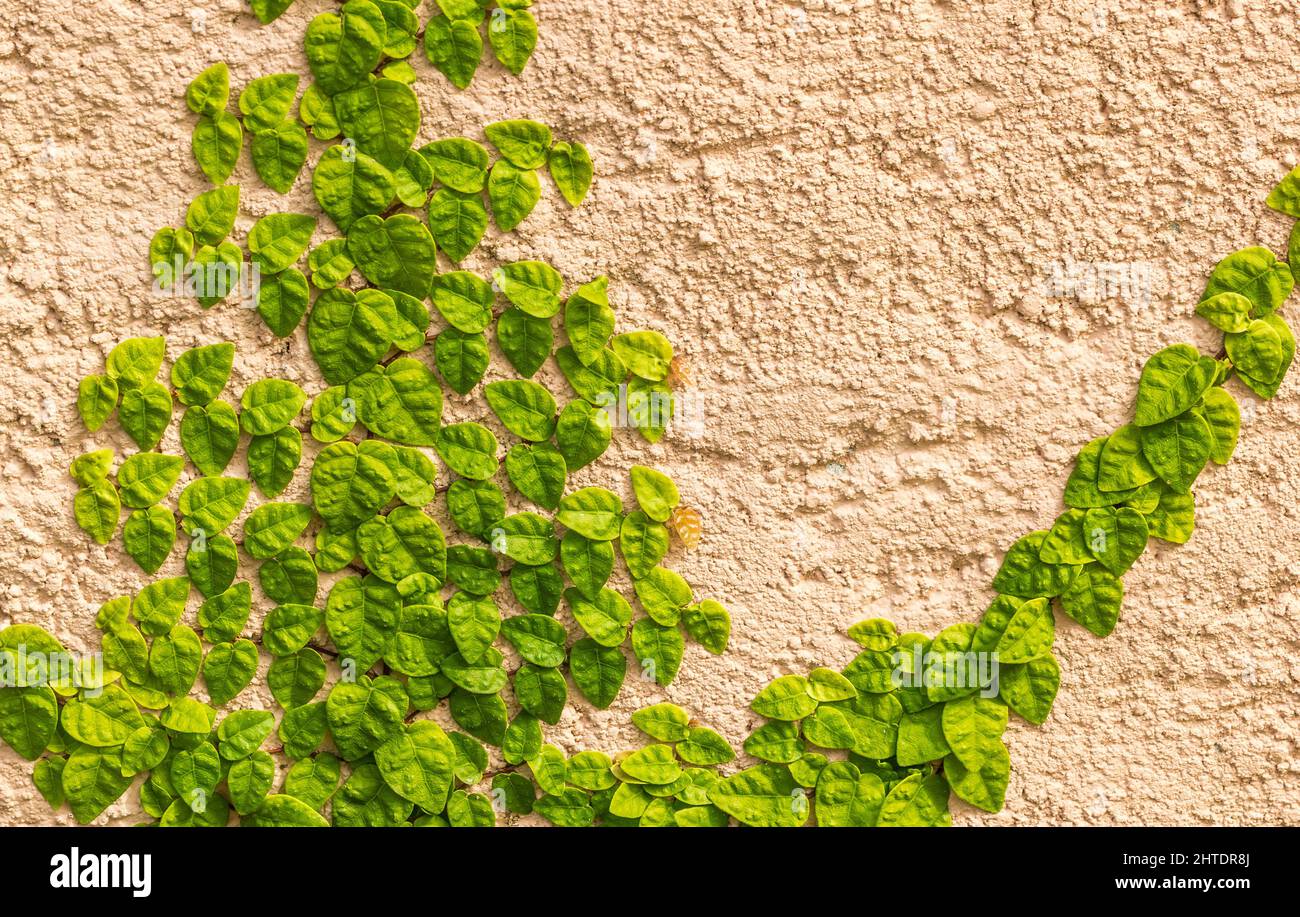 Ivy plant growing on a wall Stock Photo Alamy
