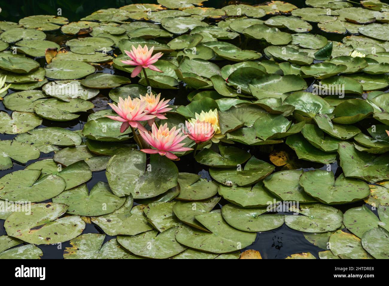 Beautiful view of water lilies and lily pads floating on water surface