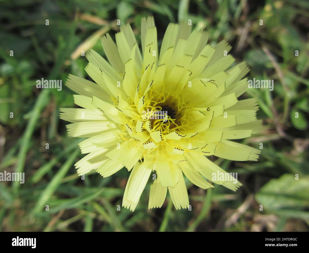 Meadow salsify flower also known as Jack go to bed at noon Stock Photo