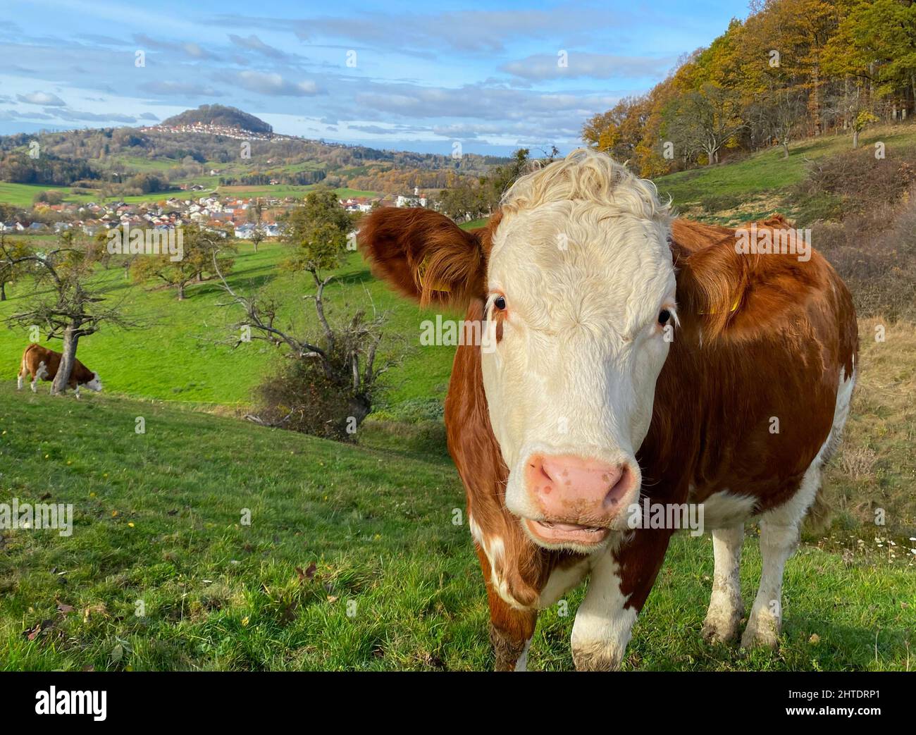 Close-up shot of a white and brown cow in the field with Hohenstaufen mountains in the background Stock Photo