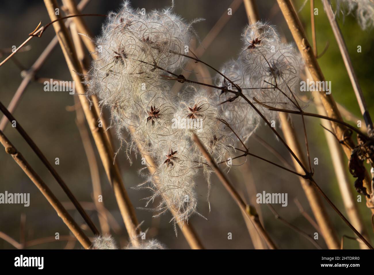 Fluffy Clematis Vitalba Seed Heads Hi res Stock Photography And Images fluffy-clematis-vitalba-seed-heads-hi-res-stock-photography-and-images