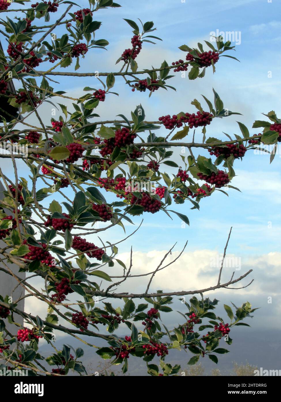 Holly tree with red berries Stock Photo - Alamy