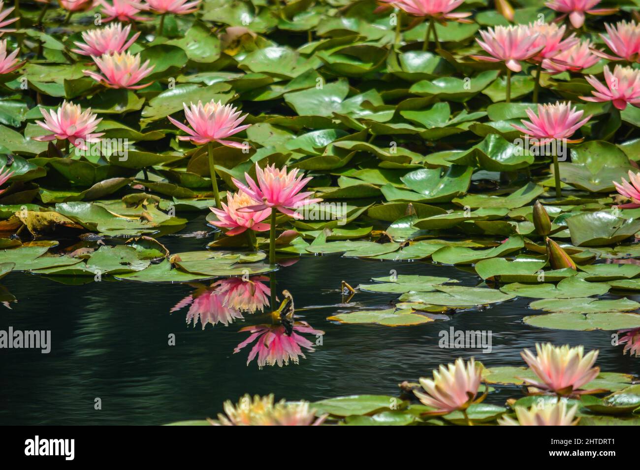 Beautiful shot of water lilies and lily pads floating on water surface