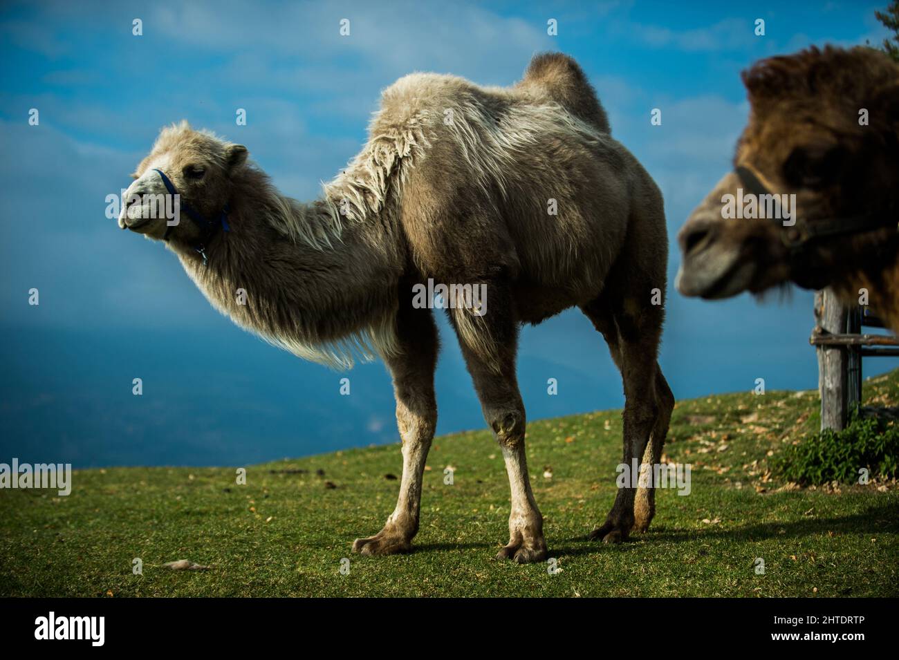 Italy. Trentino Alto Adige, Fiè allo Sciliar,  camel at Malga Tuff Stock Photo